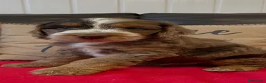 Cockapoo 2