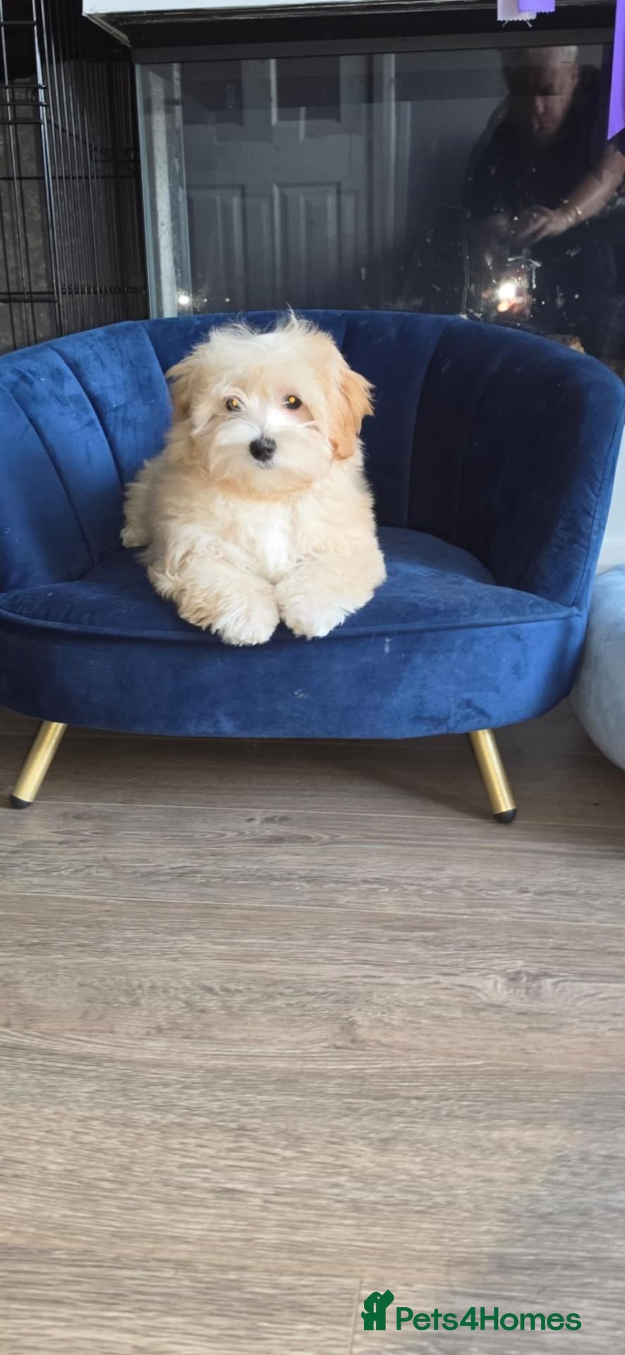 Maltipoo dogs 2  F1 Asian small Maltipoo Girls - Advert 2