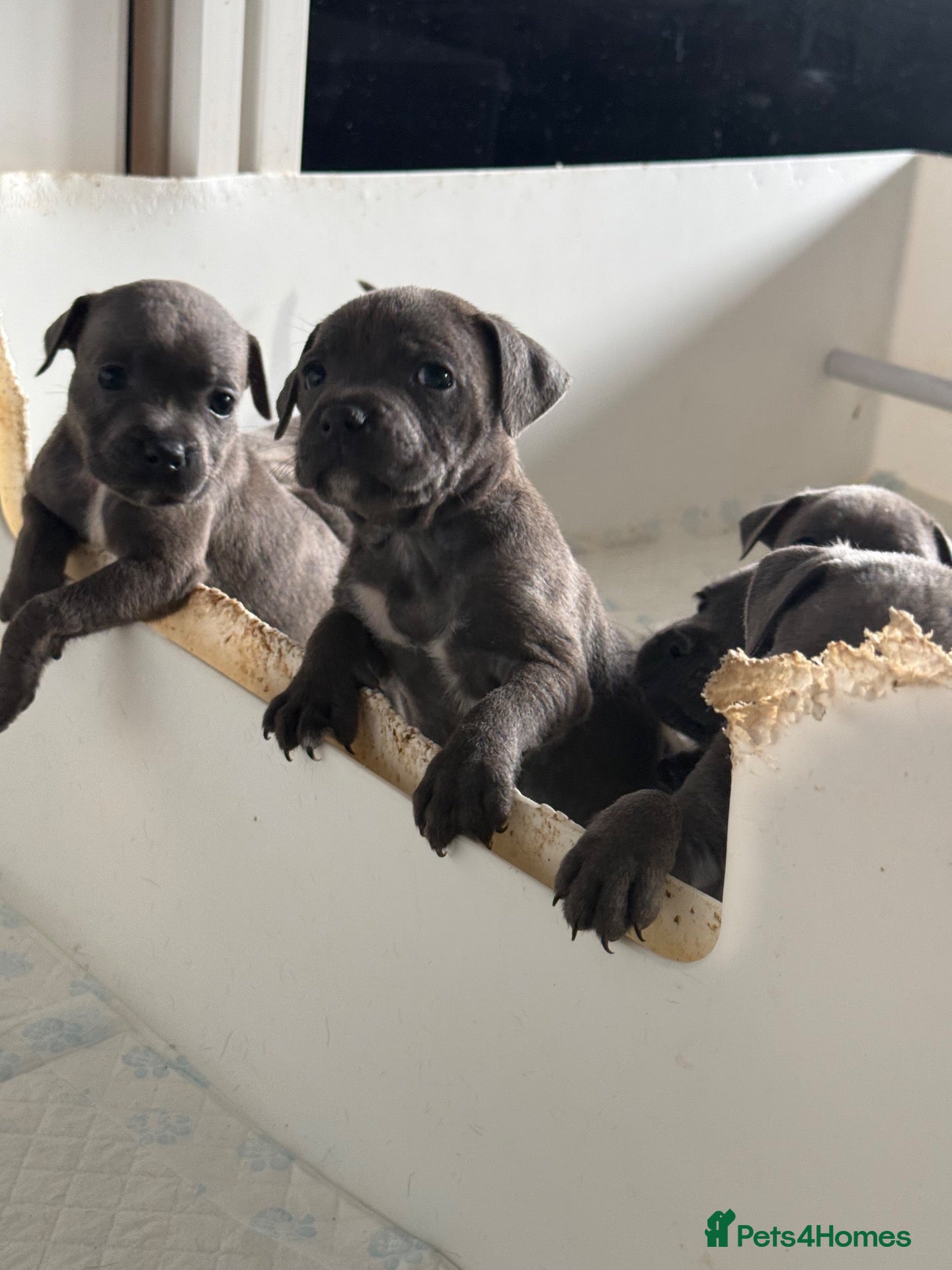 Staffordshire Bull Terrier dogs KC Registered Blue staffy puppys - Advert 1