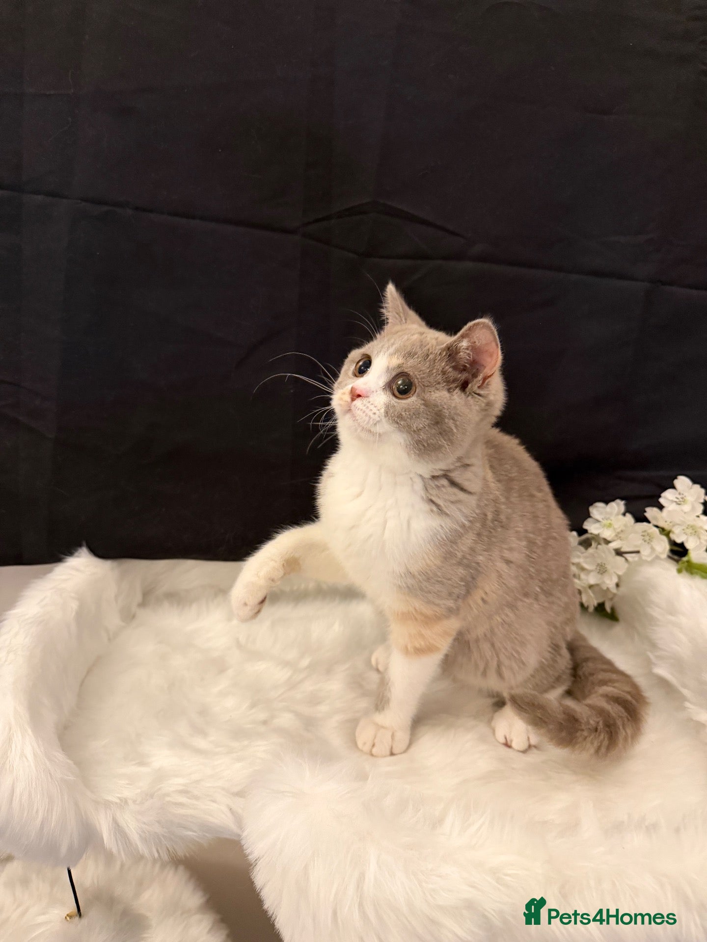 British Shorthair cats READY NOW - REGISTERED FULL PEDIGREE BSH FROM £750 - Advert 2