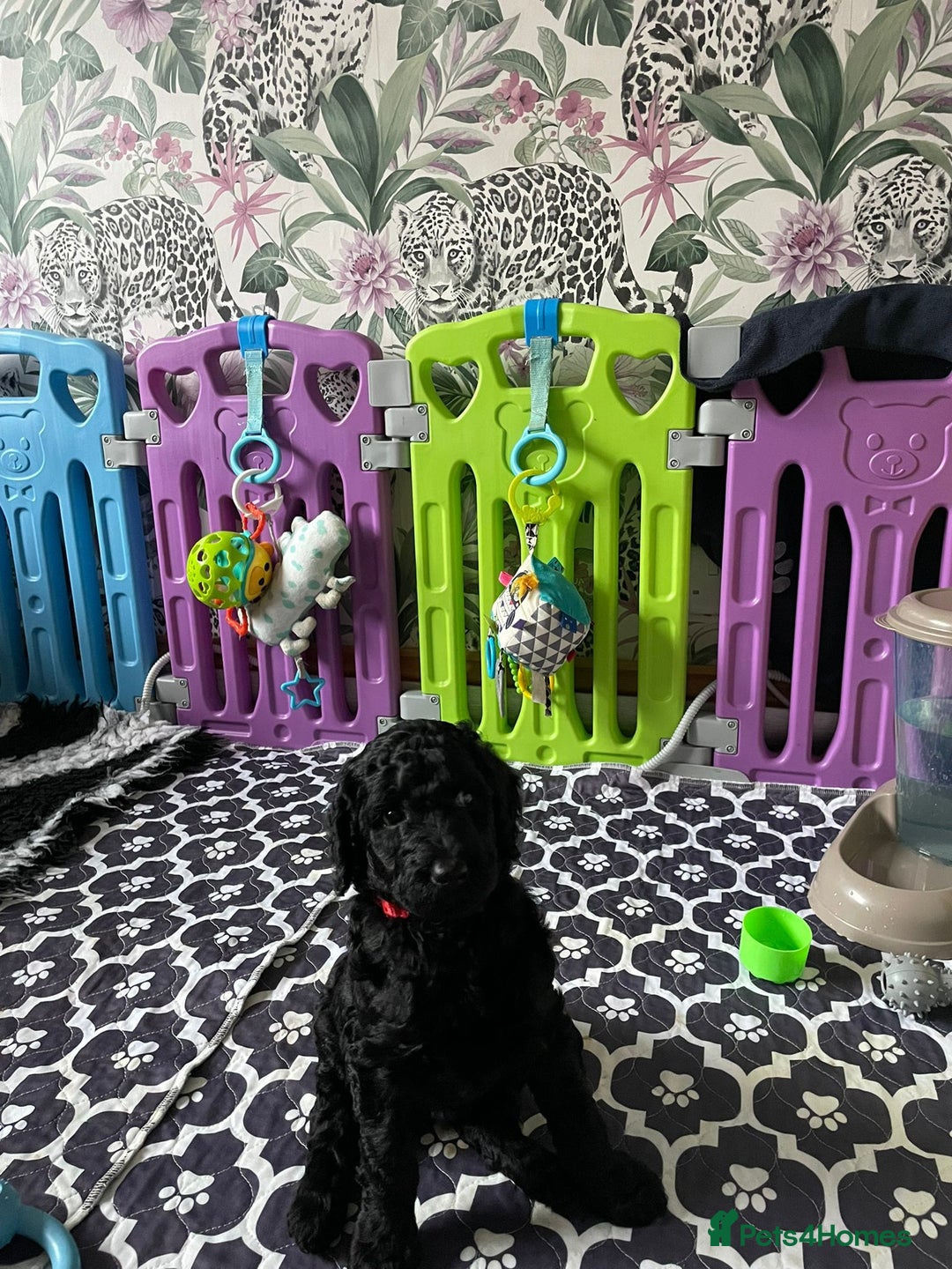 Standard Poodle dogs for sale: Beautiful standard poodle puppies - Advert 24