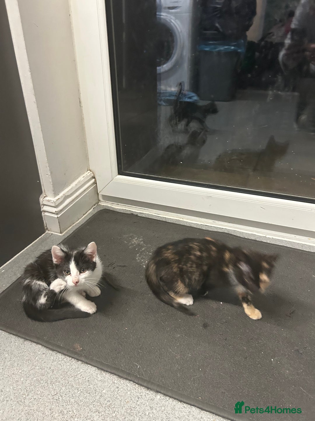 Mixed Breed cats for sale: Kittens for sale - Advert 8