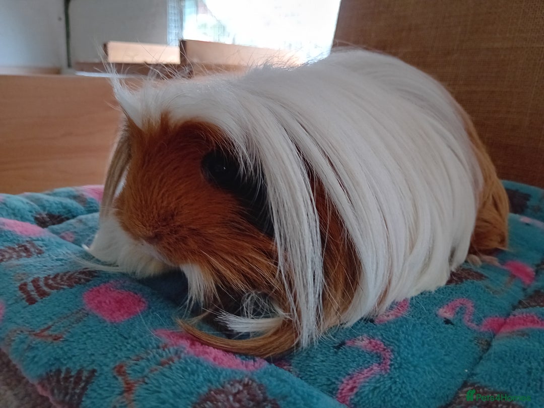 Guinea Pig rodents for sale: Baby Boars Different Breeds/Young Adult Sheltie in Swadlincote - Image 9