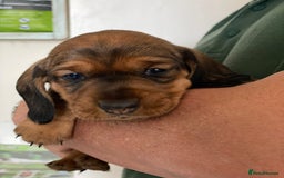 Dachshund dogs for sale: Fabulous Litter of Wirehaired Dachshund/ Teckels - Image 8