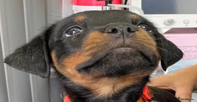 Rottweiler dogs - Advert 6