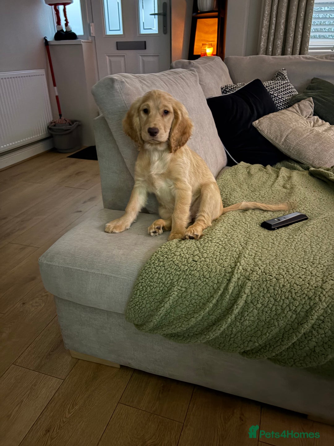 Mixed Breed dogs for sale: Beautiful female Cockapoo  - Advert 6