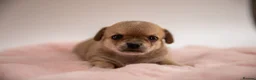 Chihuahua dogs for sale: 🌟 Exceptional Smooth-Coat Chihuahua Girls  - Advert 20