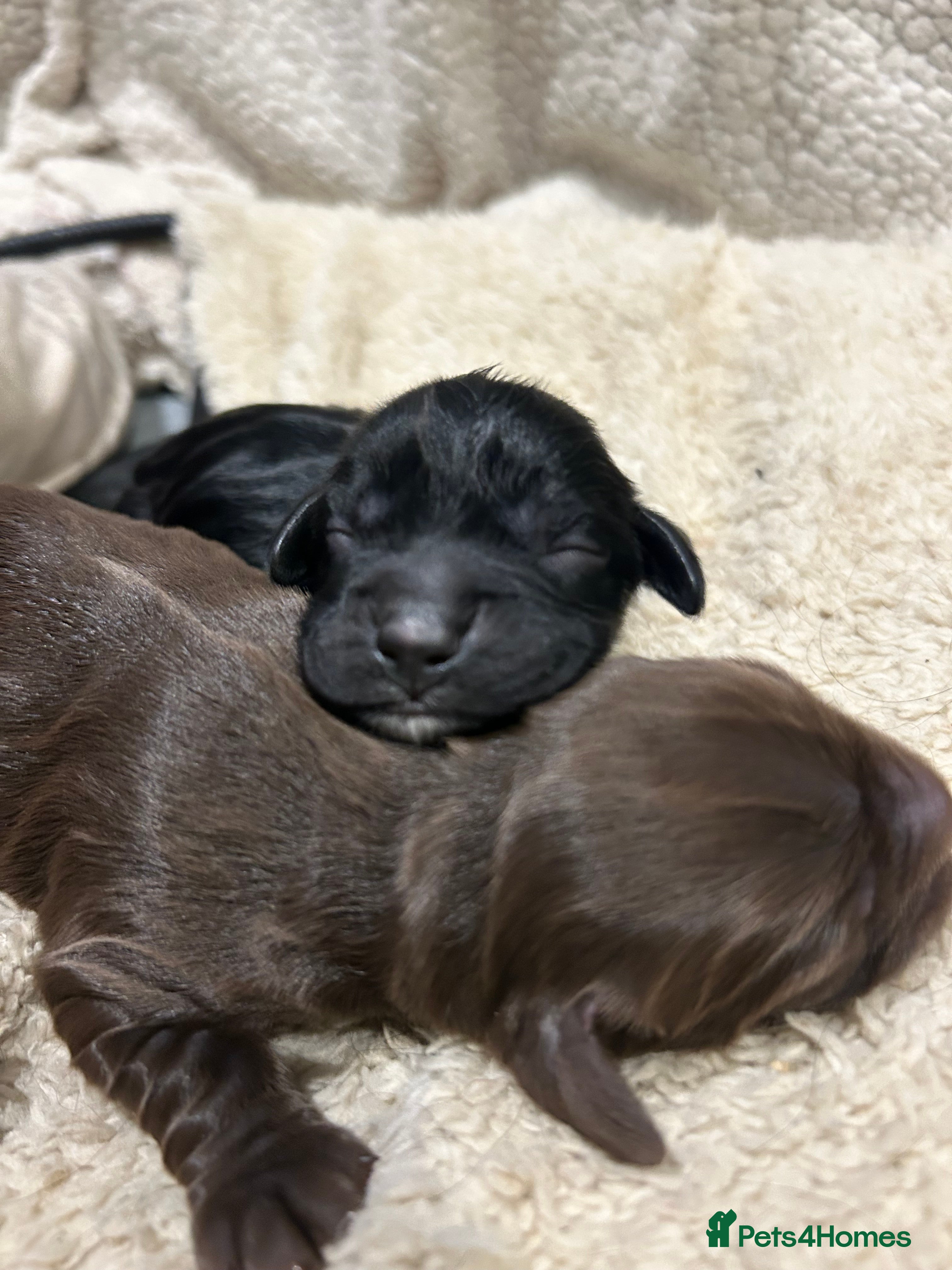 Cocker Spaniel dogs KC Registered working Cocker Spaniel Puppies - Advert 2