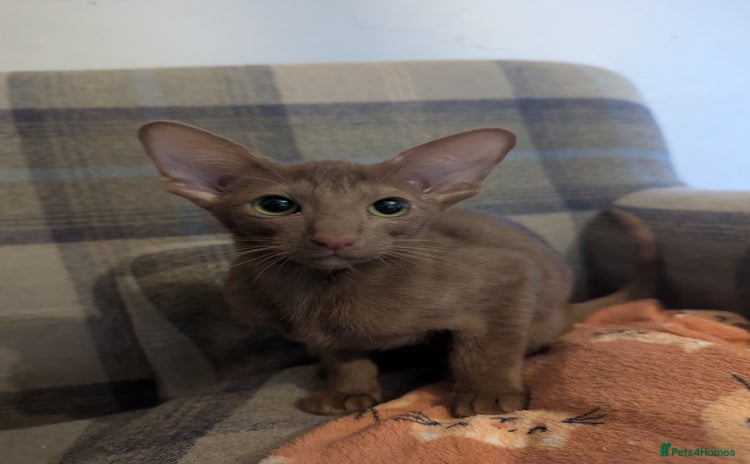 Oriental cats Stunning cinnamon girl - Advert 5