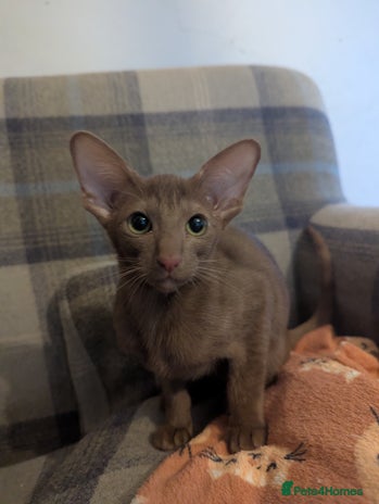 Oriental cats Stunning cinnamon girl - Advert 1