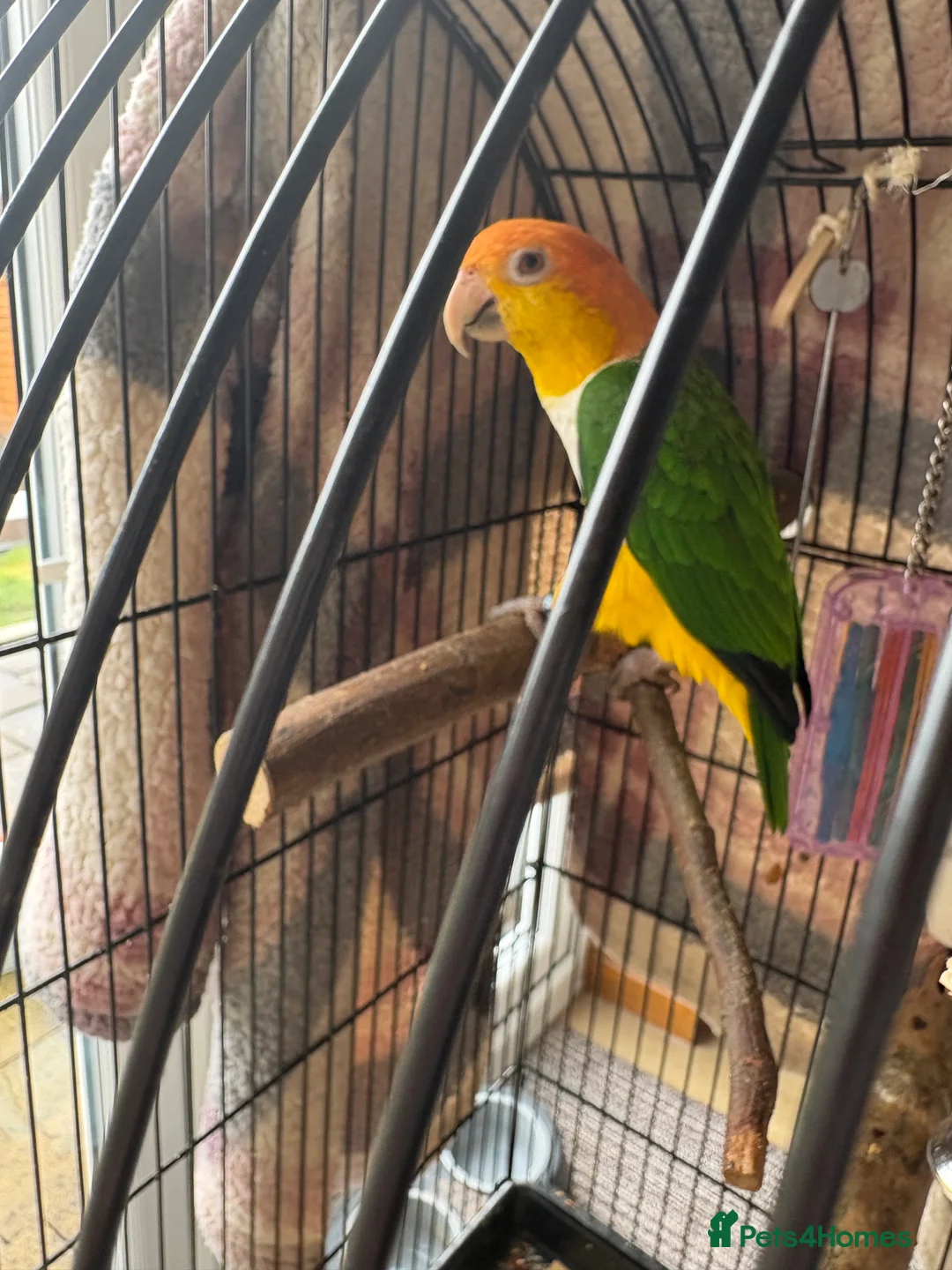 Parrots birds for sale: Yellow headed Caique - Advert 3