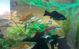 Live Bearers fish for sale: Mixed guppies - Image 6
