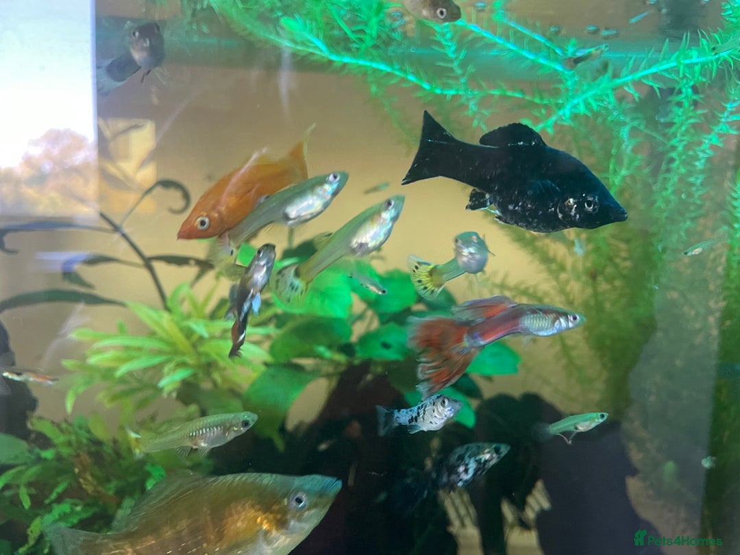 Live Bearers fish for sale: Mixed guppies - Image 6