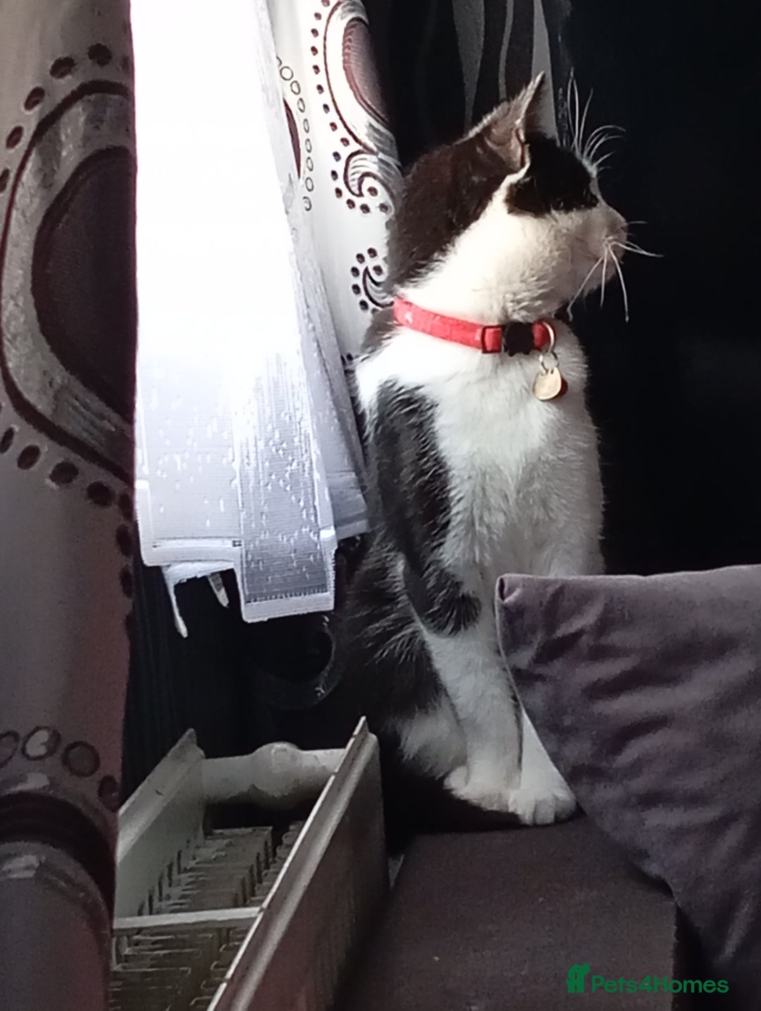 European cats for sale: Kitten  - Image 12