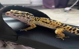 Leopard Gecko reptiles for sale: Leopard gecko  - Image 2
