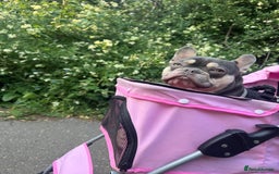 French Bulldog dogs for sale: 2 y/o gorgeous boy looking for a new loving home  - Image 2