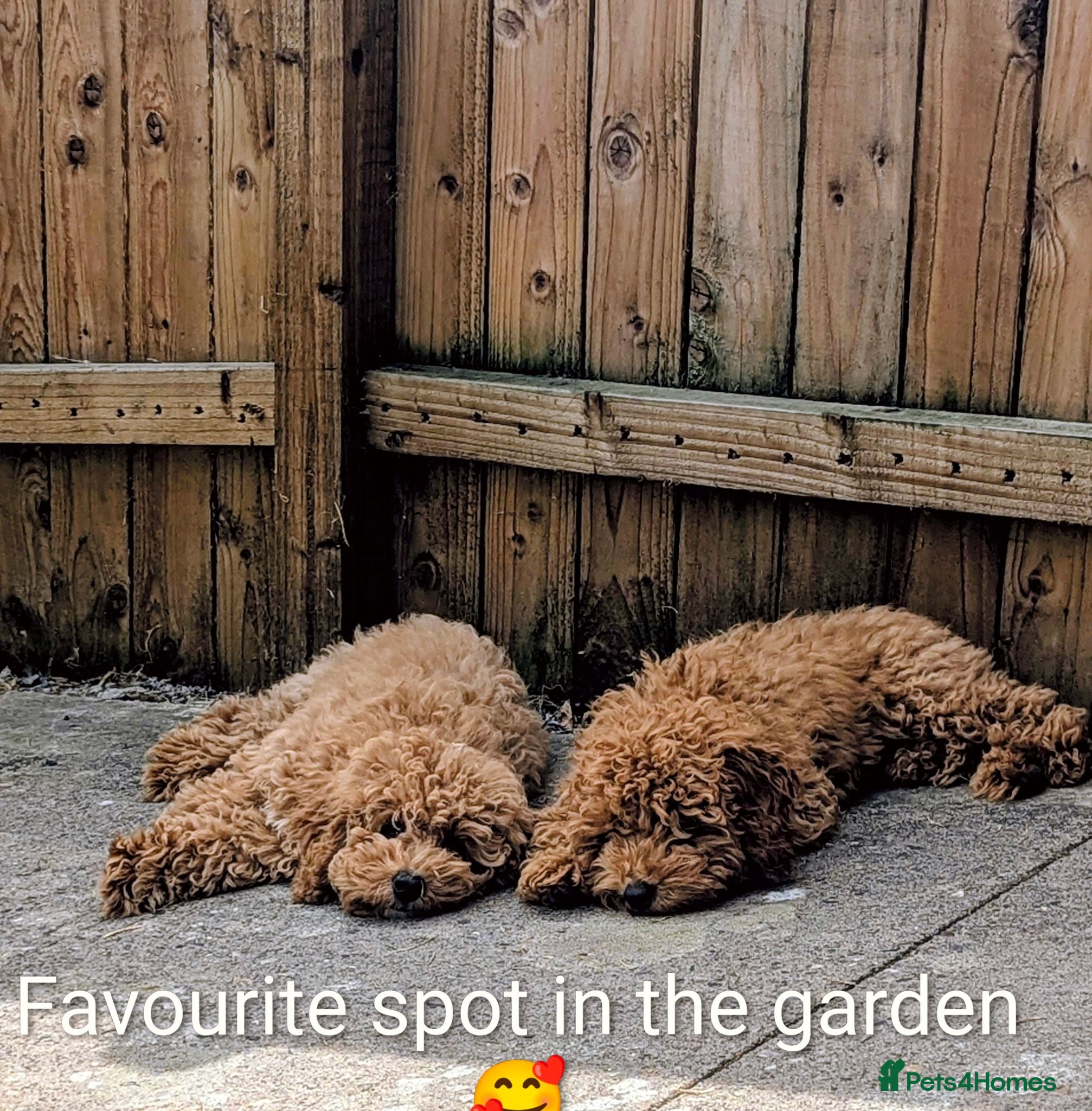 Cavapoo dogs *Reduced* Last two boys 💜🤎 - Advert 3