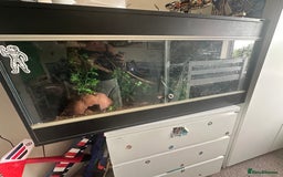 Python Snake reptiles for sale: Beautiful ball python and tank - Image 7