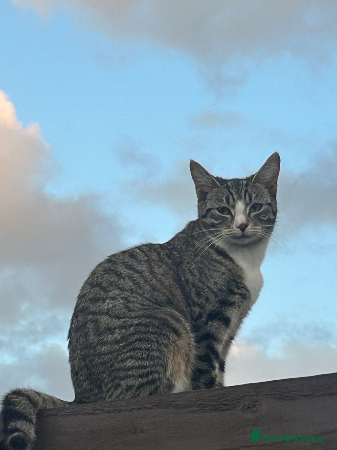 Domestic Shorthair cats for sale: Domestic shorthair - Image 12