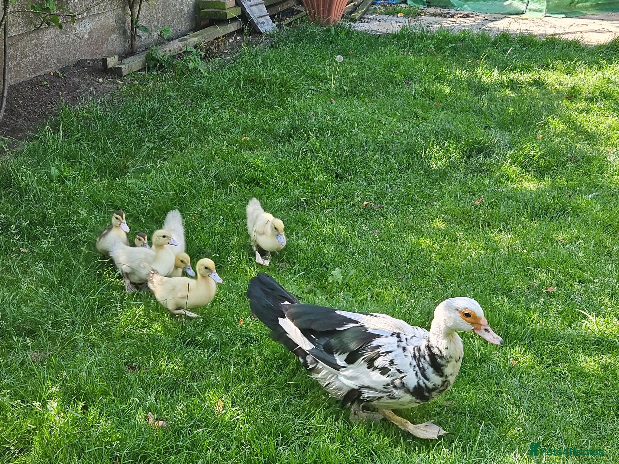 Mixed Breed poultry Musocvy ducklings x5 - Advert 1