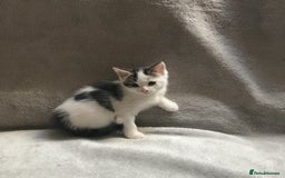 Mixed Breed cats for sale: Bring Home a Bundle of Joy Kittens Ready Oct. 2nd! - Image 28
