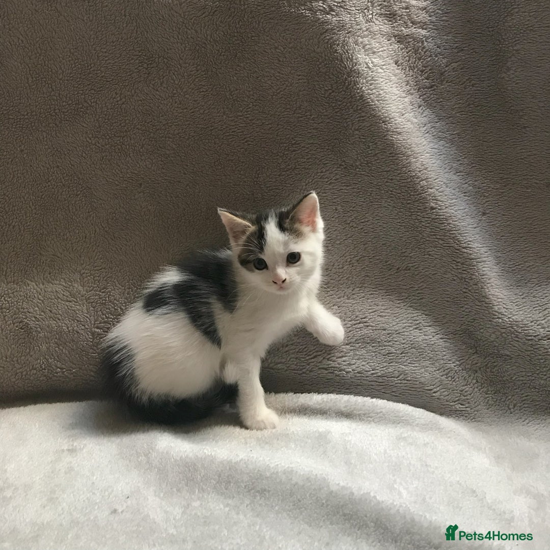 Mixed Breed cats for sale: Bring Home a Bundle of Joy Kittens Ready Oct. 2nd! - Image 28