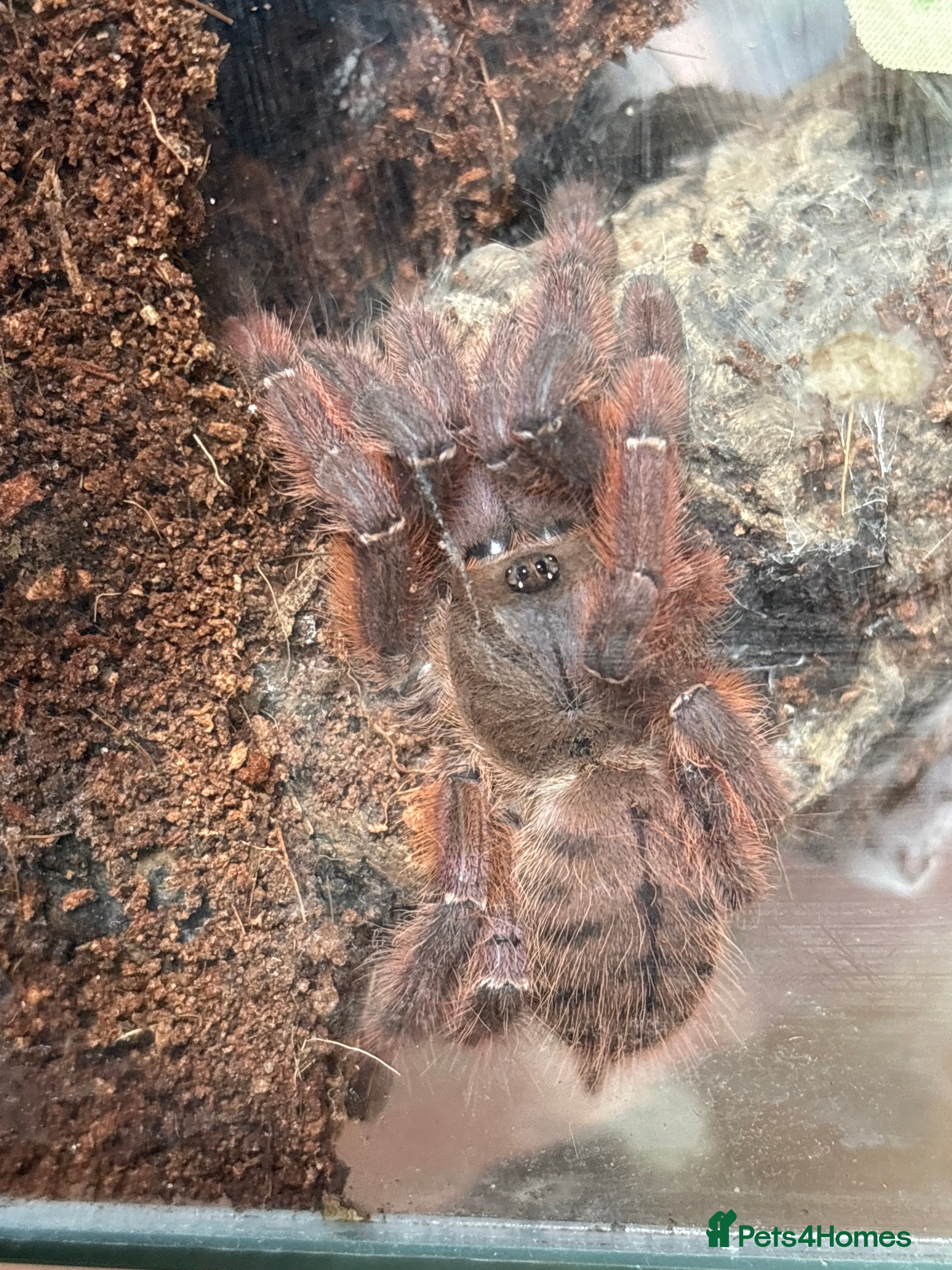 Spiders invertebrates Peach Earth Tiger Tarantula  - Advert 3