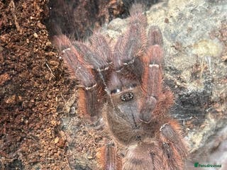 Spiders invertebrates Peach Earth Tiger Tarantula - Advert 5