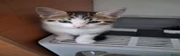 Mixed Breed cats for sale: Kittens  - Advert 10