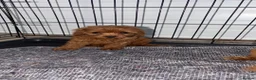 Cavapoo dogs for sale: Cavapoo puppies  - Advert 3