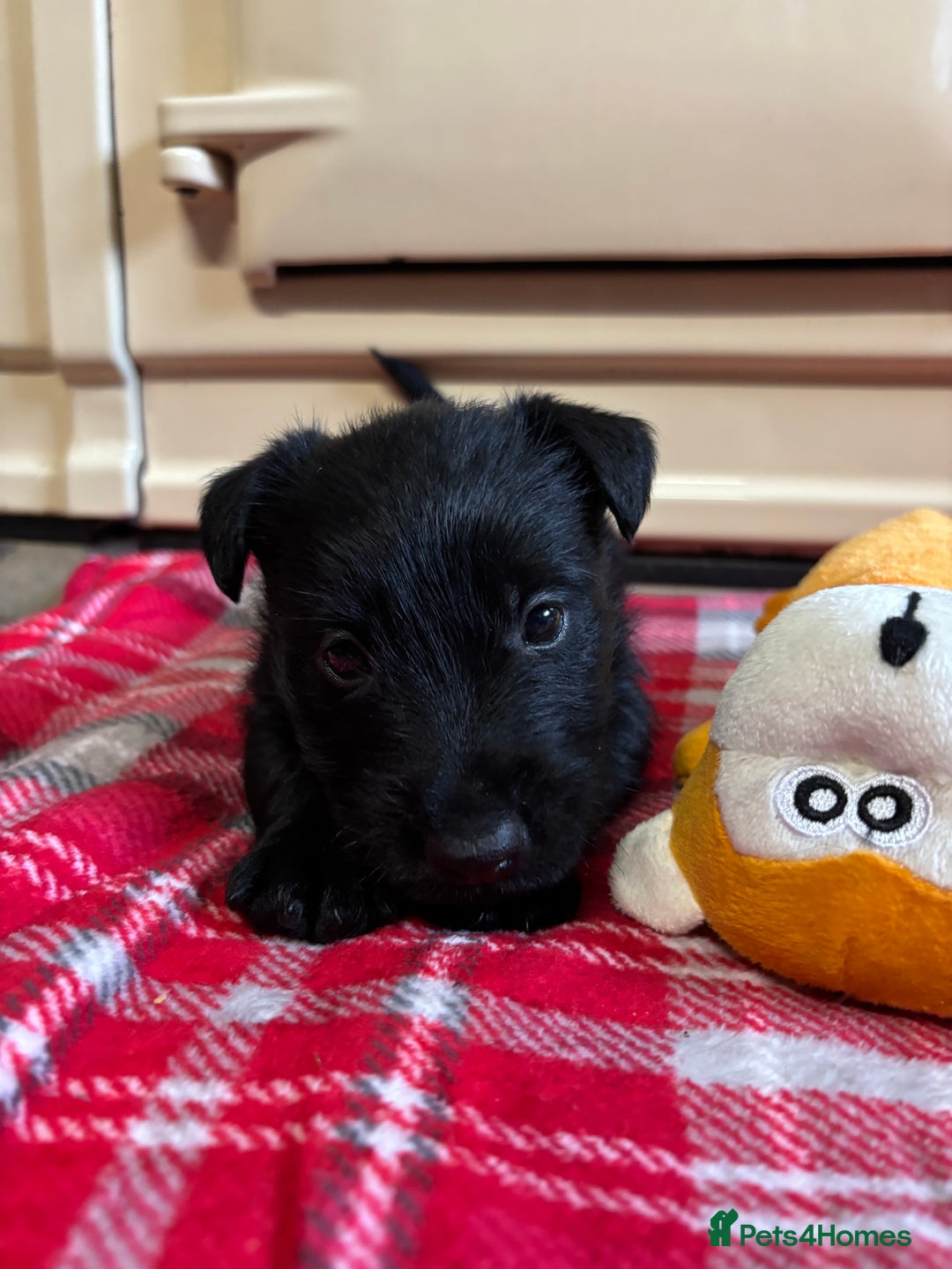 Scottish Terrier dogs for sale: KC Registered Black Scottish terrier  - Advert 10