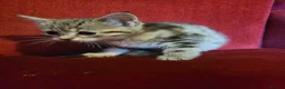 Mixed Breed cats for sale: beautiful tabby kitten 8 weeks old - Advert 5