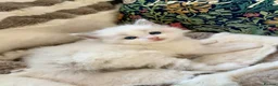 Ragdoll cats for sale: Beautiful bicolour & point Ragdoll kittens  - Advert 25