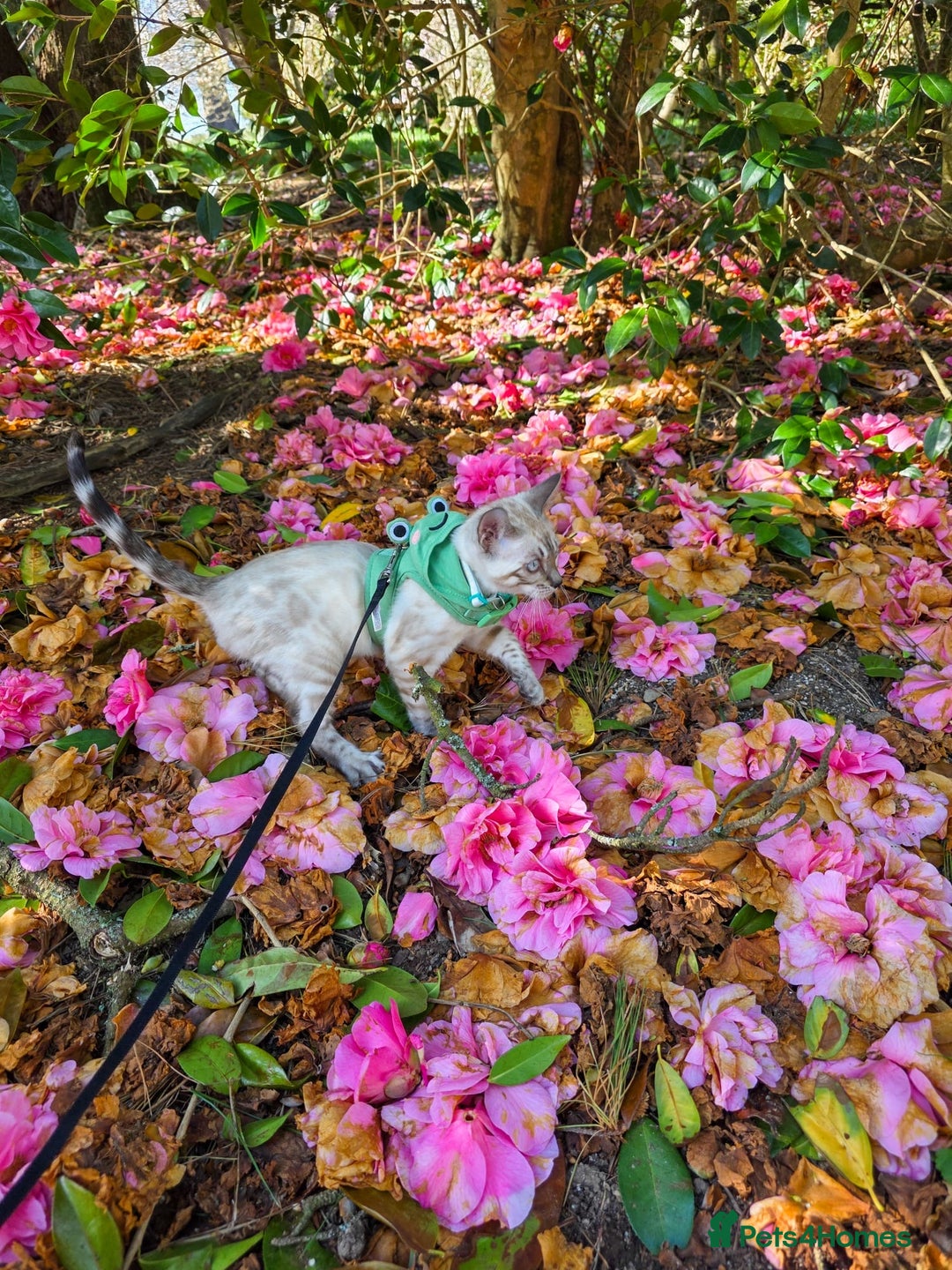 Bengal cats for sale: 🏆🎉New Pedigree Tica Mini Leopards Ready Soon🎉🏆 - Advert 27