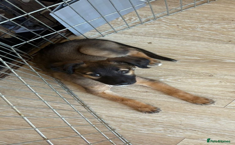 Mixed Breed dogs - Advert 13