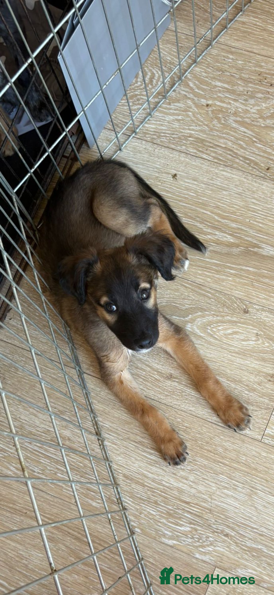Mixed Breed dogs for sale: Gorgeous mixed Breed puppy - Image 1