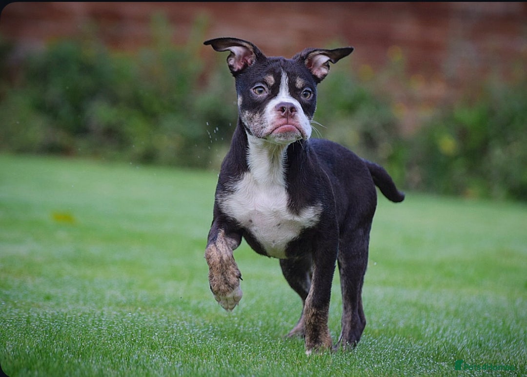 Olde English Bulldogge dogs for sale: COUNCIL APPROVED 5⭐️RATED.. 23 YEARS EXPERIENCE  - Advert 2