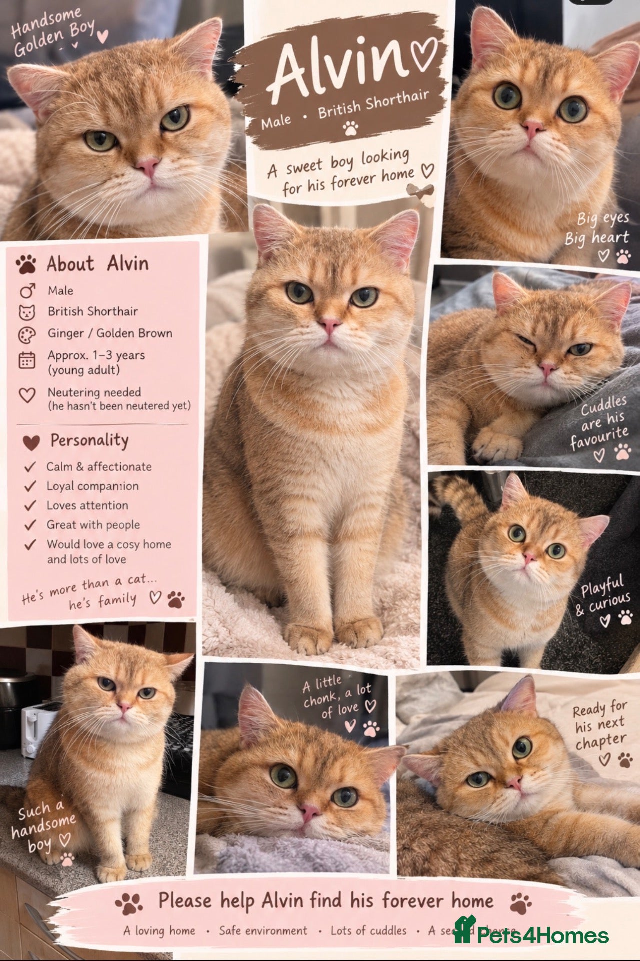 British Shorthair cats for sale: ✨🧡 MALE BRITISH SHORTHAIR 🧡✨ - Advert 9