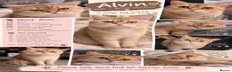 British Shorthair cats for sale: ✨🧡 MALE BRITISH SHORTHAIR 🧡✨ - Advert 1