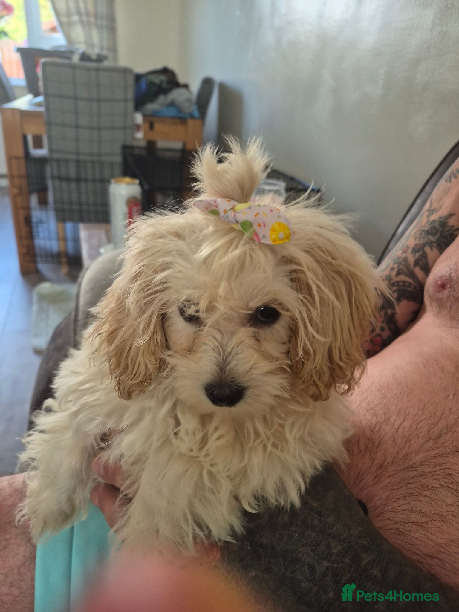 Maltipoo dogs 11 week femaile maltipoo  - Advert 1