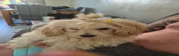 Maltipoo dogs for sale: 11 week femaile maltipoo  - Advert 1