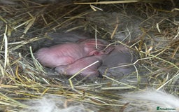 French Lop rabbits for sale: 🩵Stunning litter pure bred blue eye French lops🩵 - Image 37