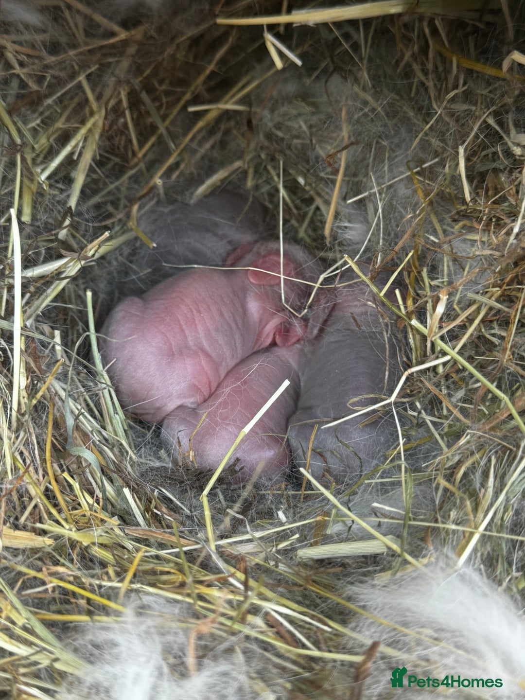 French Lop rabbits for sale: 🩵Stunning litter pure bred blue eye French lops🩵 - Image 37