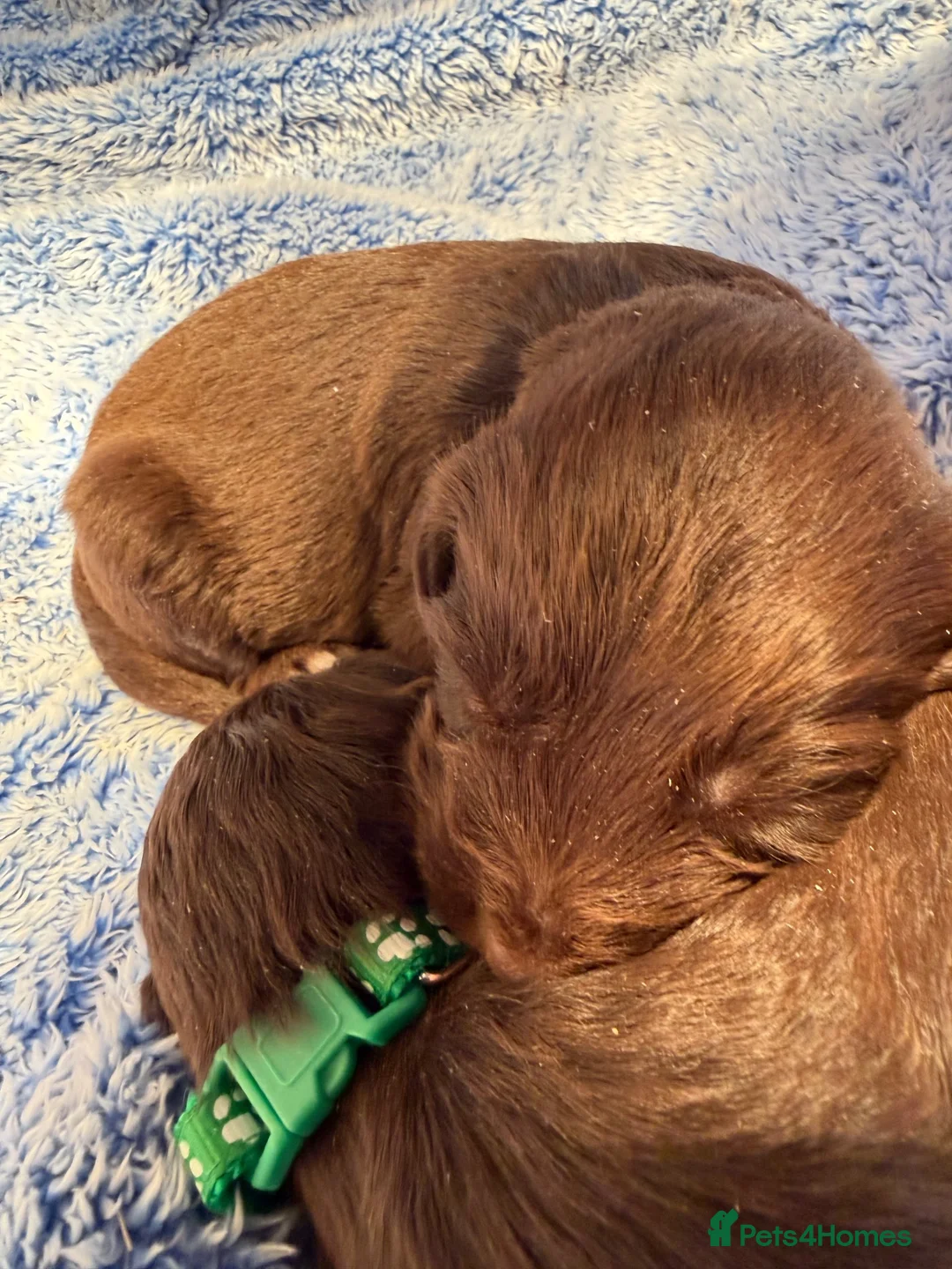 Sproodle dogs for sale: Sproodle puppies from experienced, licensed breedr - Advert 2