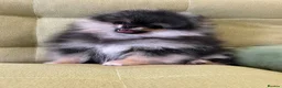 Pomeranian dogs for sale: Superb quality Pomeranian boy is left!! - Advert 2