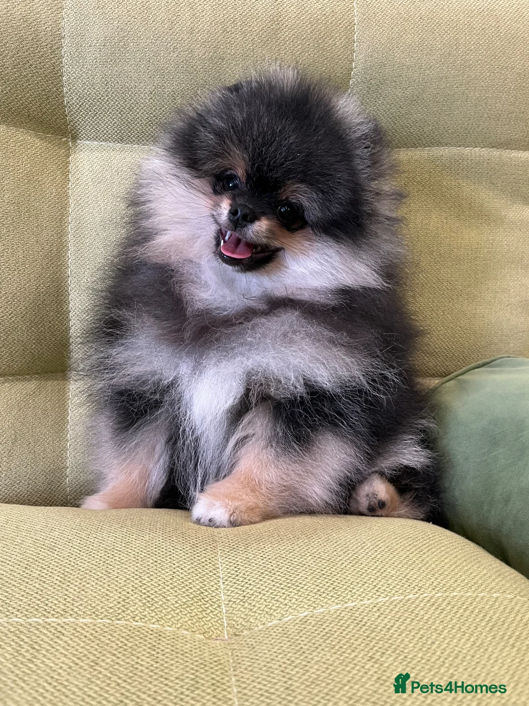 Pomeranian dogs for sale: Superb quality Pomeranian boy is left!! - Advert 2