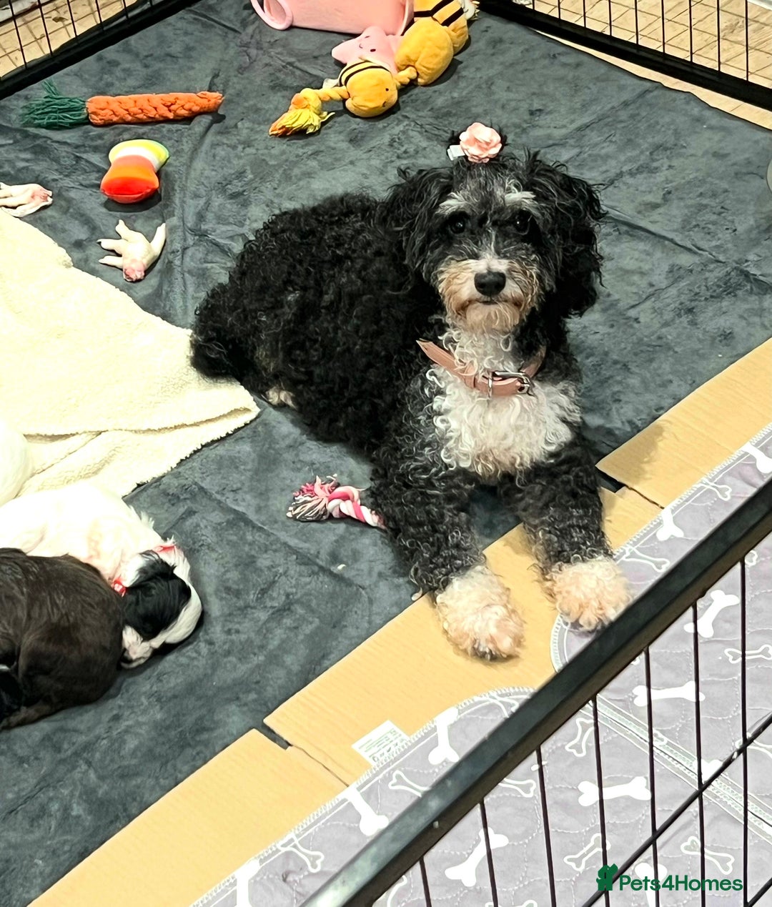 Cockapoo dogs for sale: Cockapoo puppies  - Advert 3