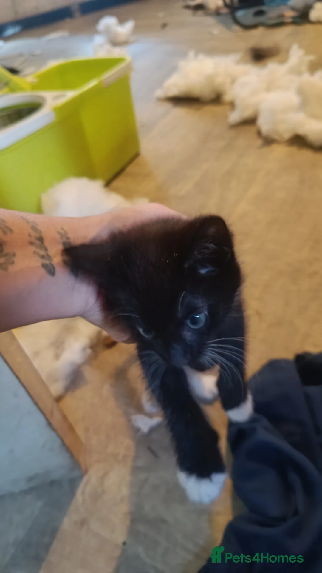 Mixed Breed cats for sale: Kittens in Doncaster - Advert 4