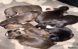 Staffordshire Bull Terrier dogs for sale: Staffordshire bull terrier Puppies  - Image 3