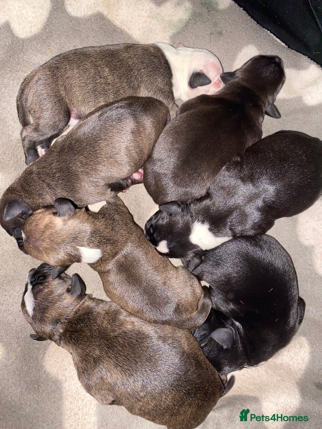 Staffordshire Bull Terrier dogs for sale: Staffordshire bull terrier Puppies  - Image 3